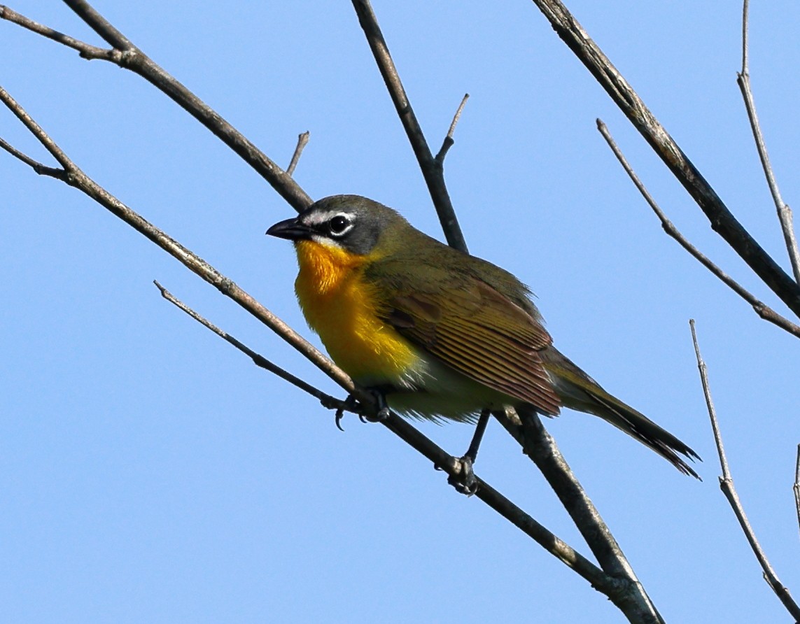 Yellow-breasted Chat - ML619625139