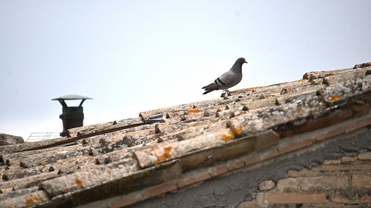 Rock Pigeon (Feral Pigeon) - ML619625170