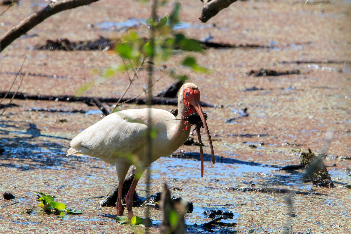 ibis bílý - ML619625171