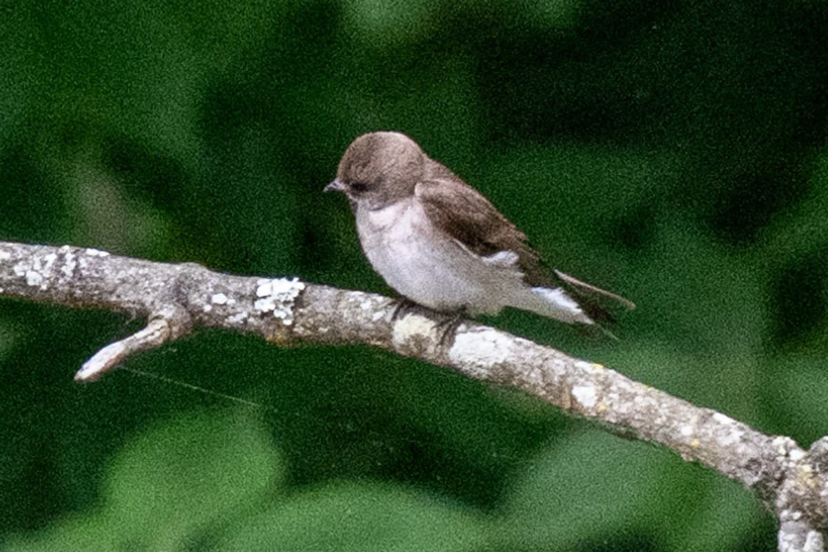 Northern Rough-winged Swallow - ML619625189
