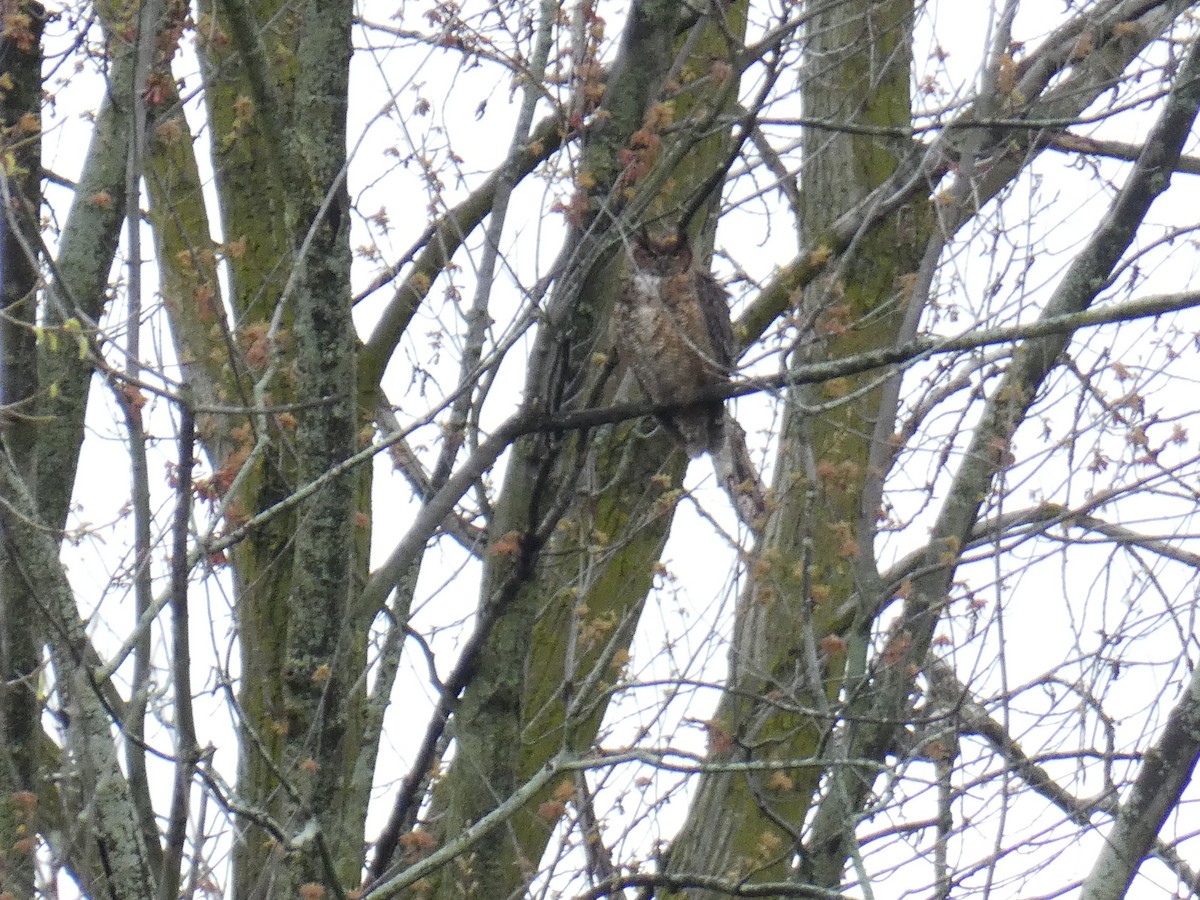 Great Horned Owl - ML619625211