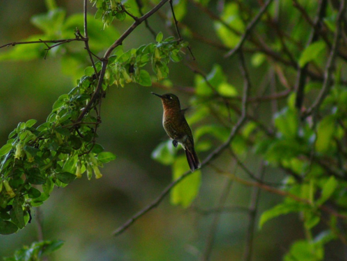 kolibřík dřišťálový - ML619625219