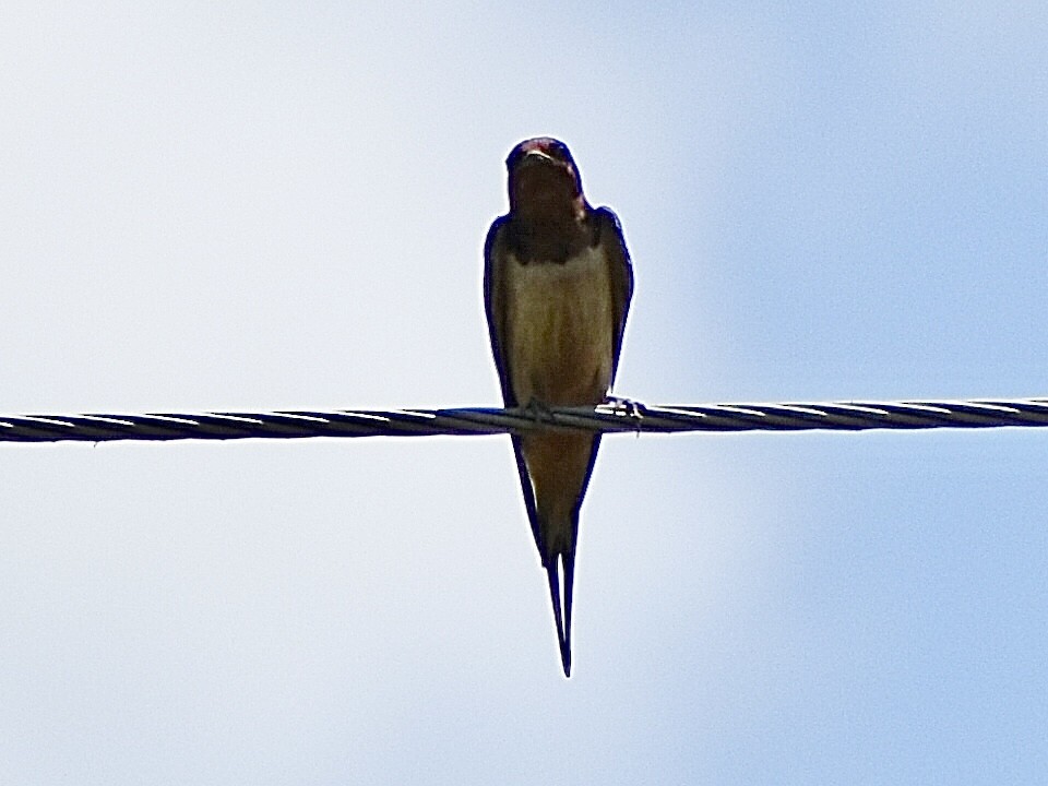 Barn Swallow - ML619625283