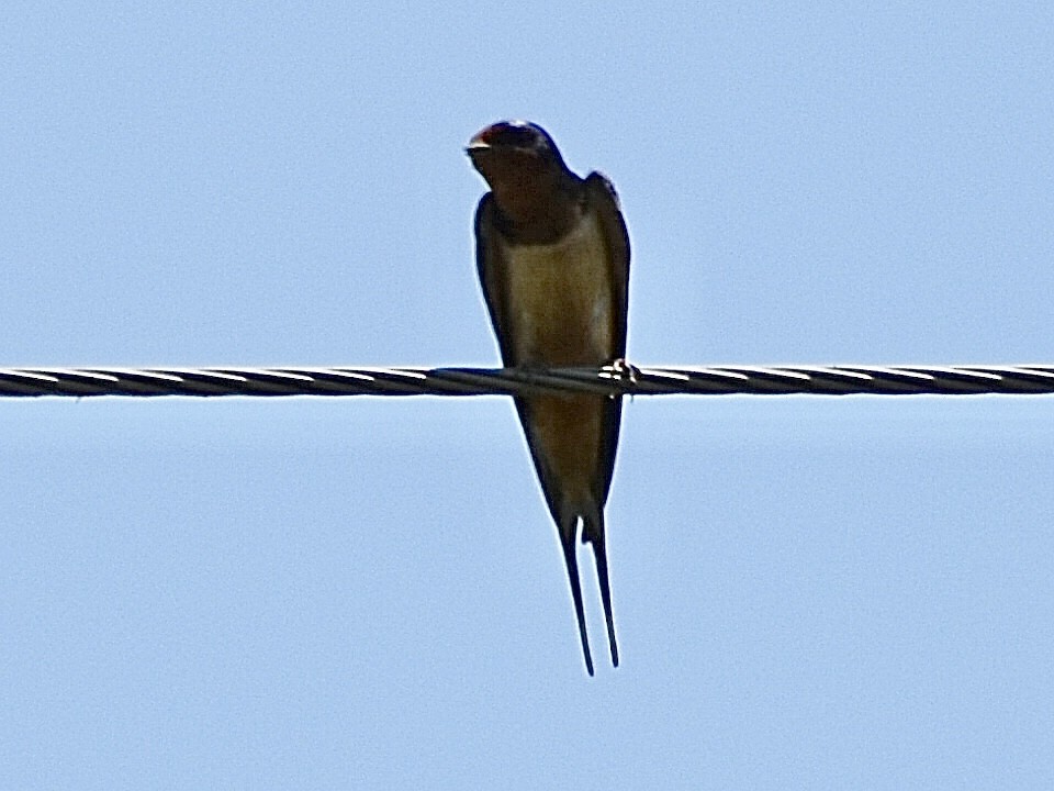 Barn Swallow - ML619625284