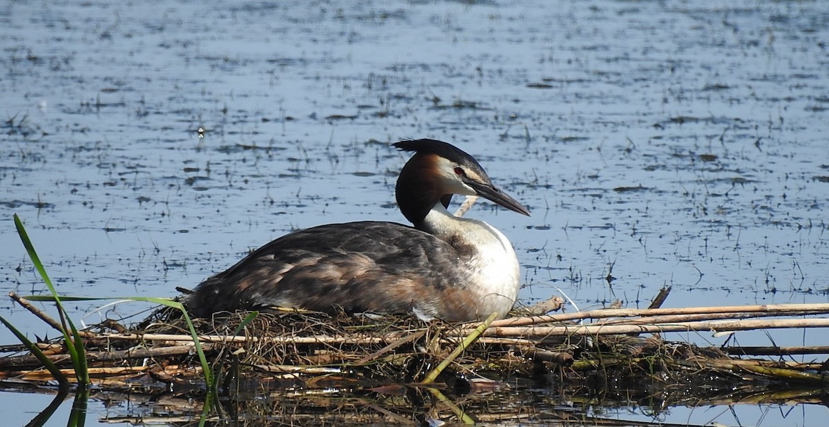 Great Crested Grebe - ML619625285