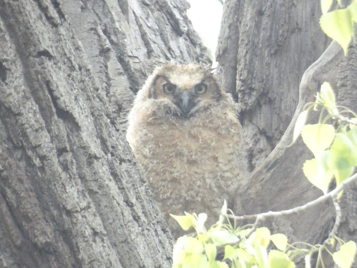 Great Horned Owl - ML619625320