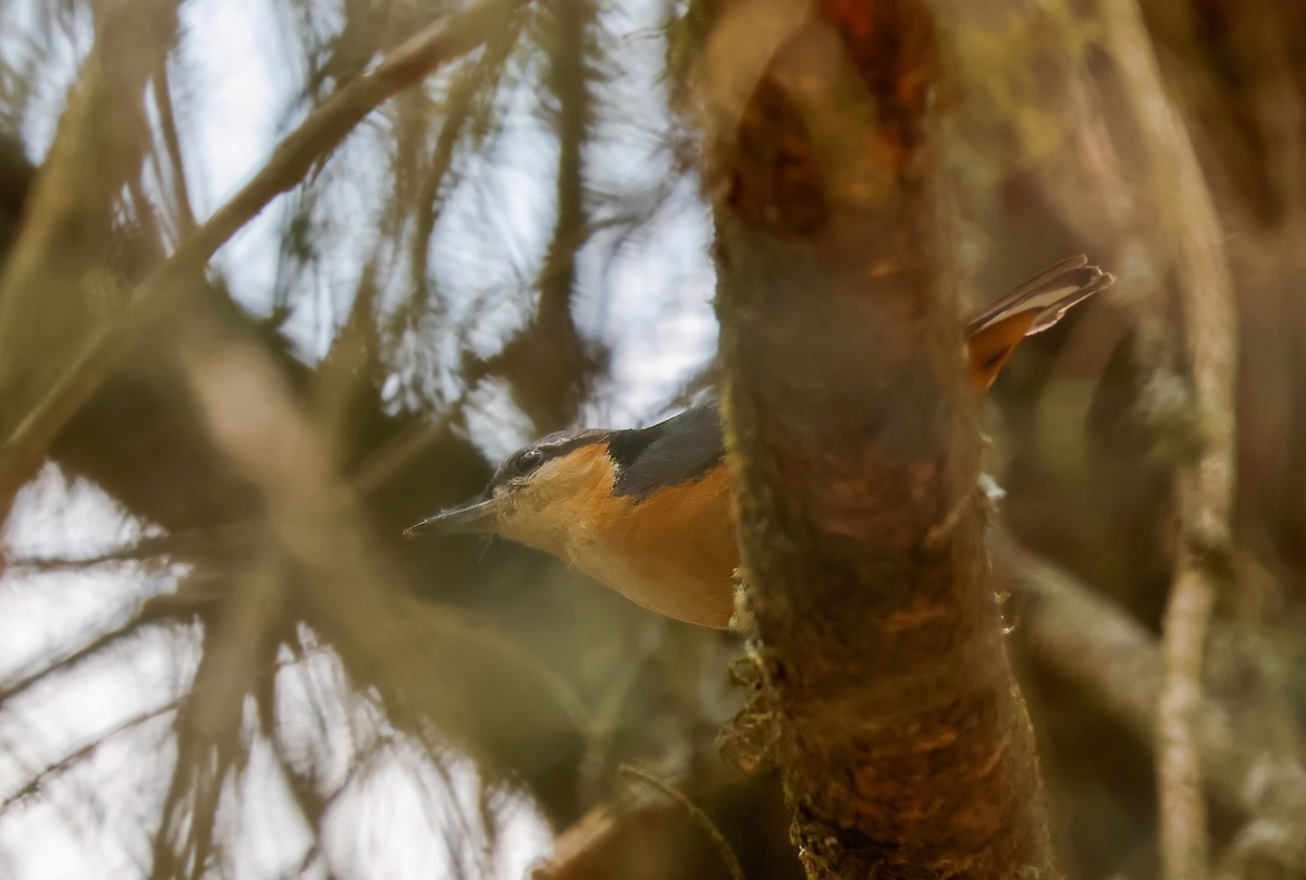 White-tailed Nuthatch - ML619625324