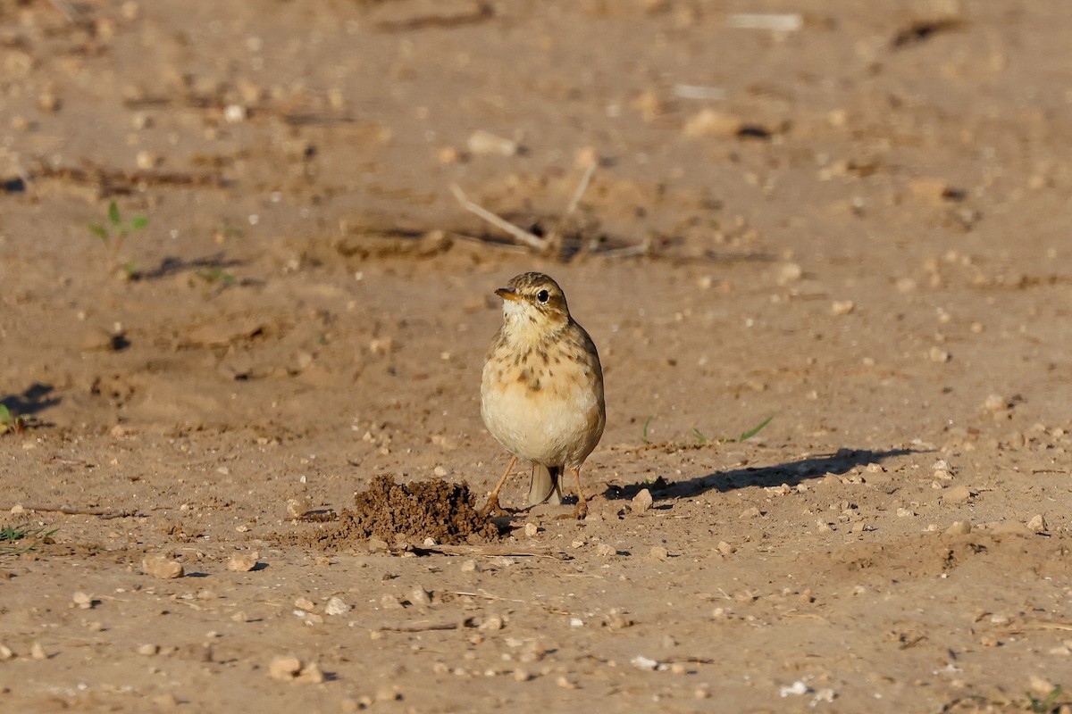African Pipit - ML619625356