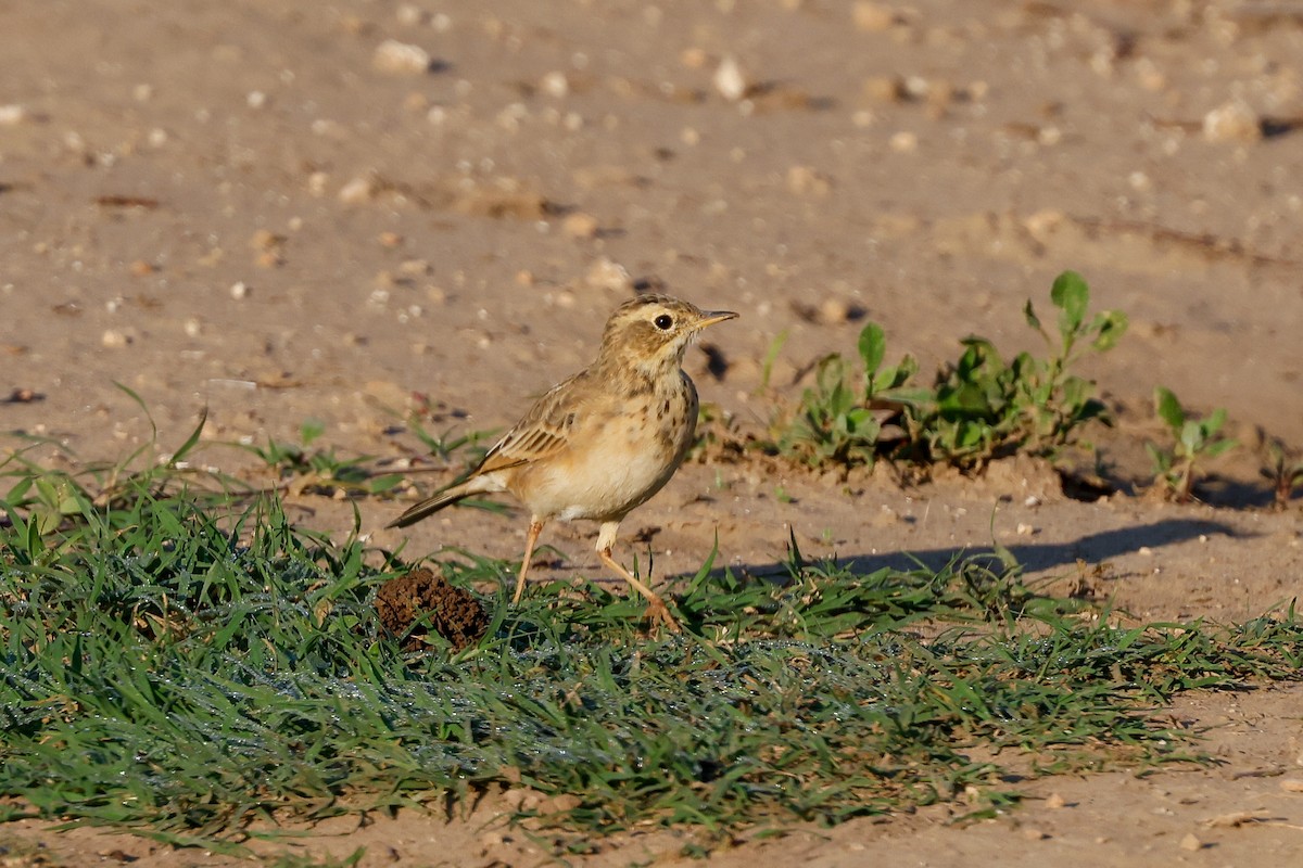African Pipit - ML619625357