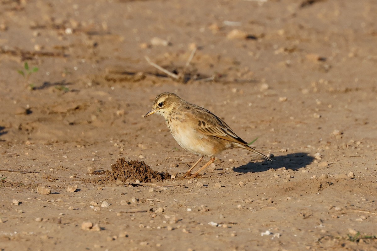 African Pipit - ML619625358