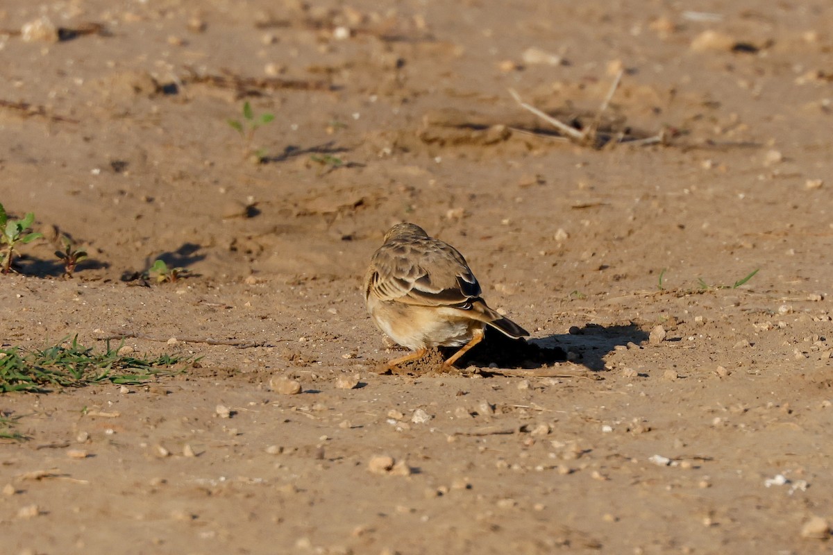 African Pipit - ML619625359