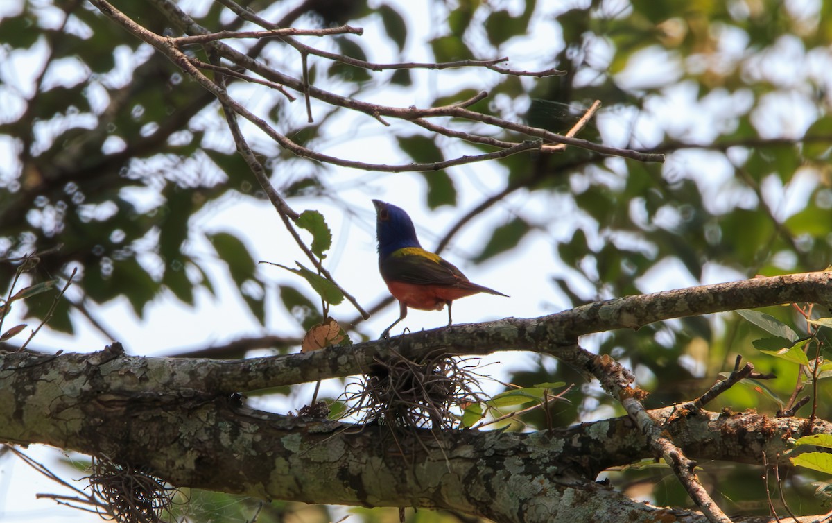 Painted Bunting - ML619625389