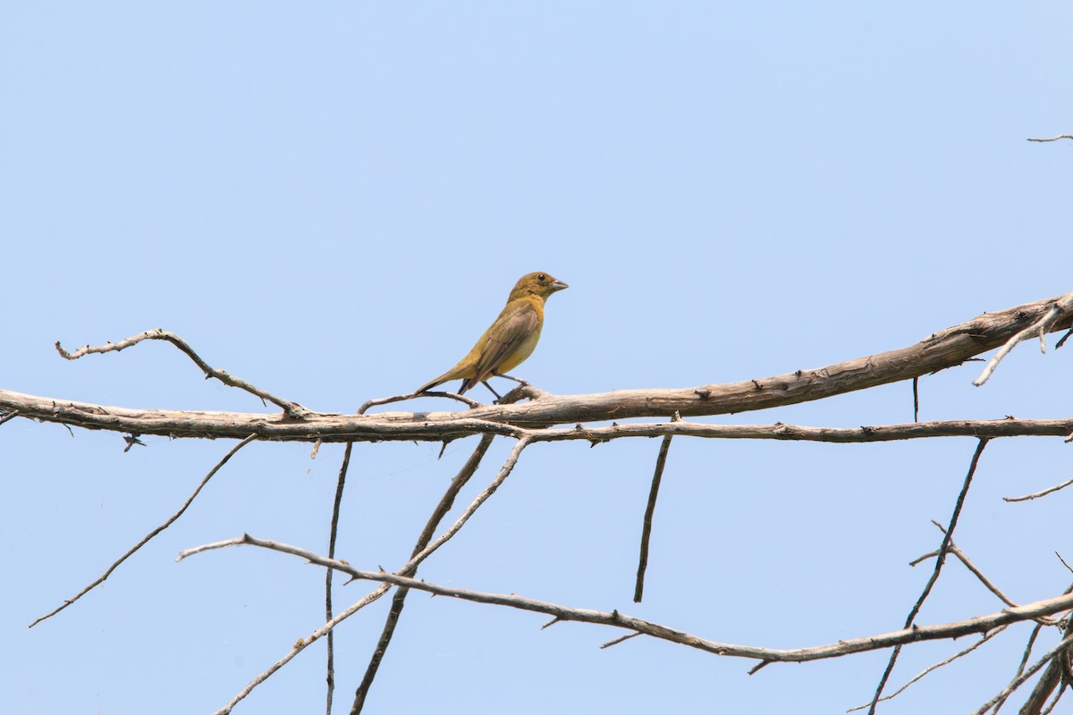 Painted Bunting - ML619625390