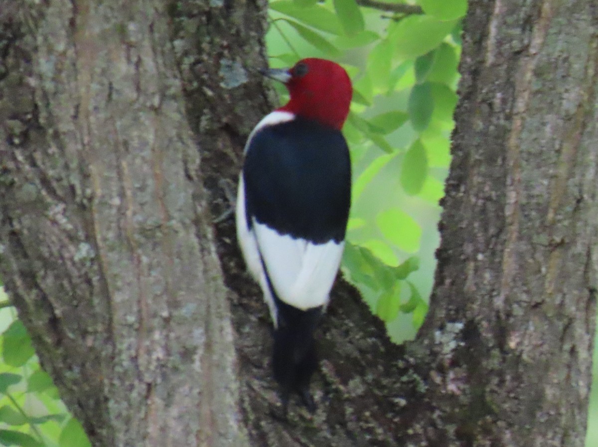 Red-headed Woodpecker - ML619625433