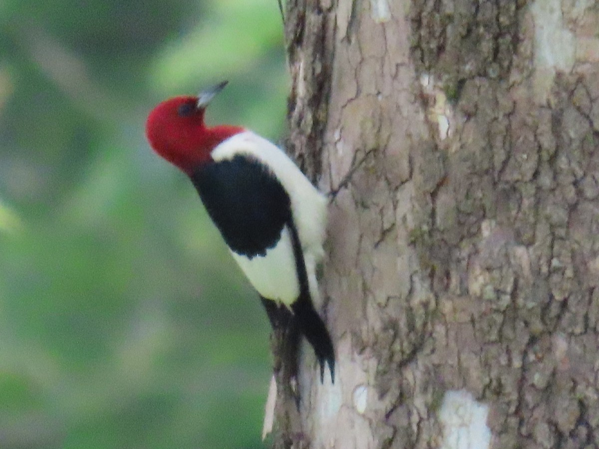 Red-headed Woodpecker - ML619625435
