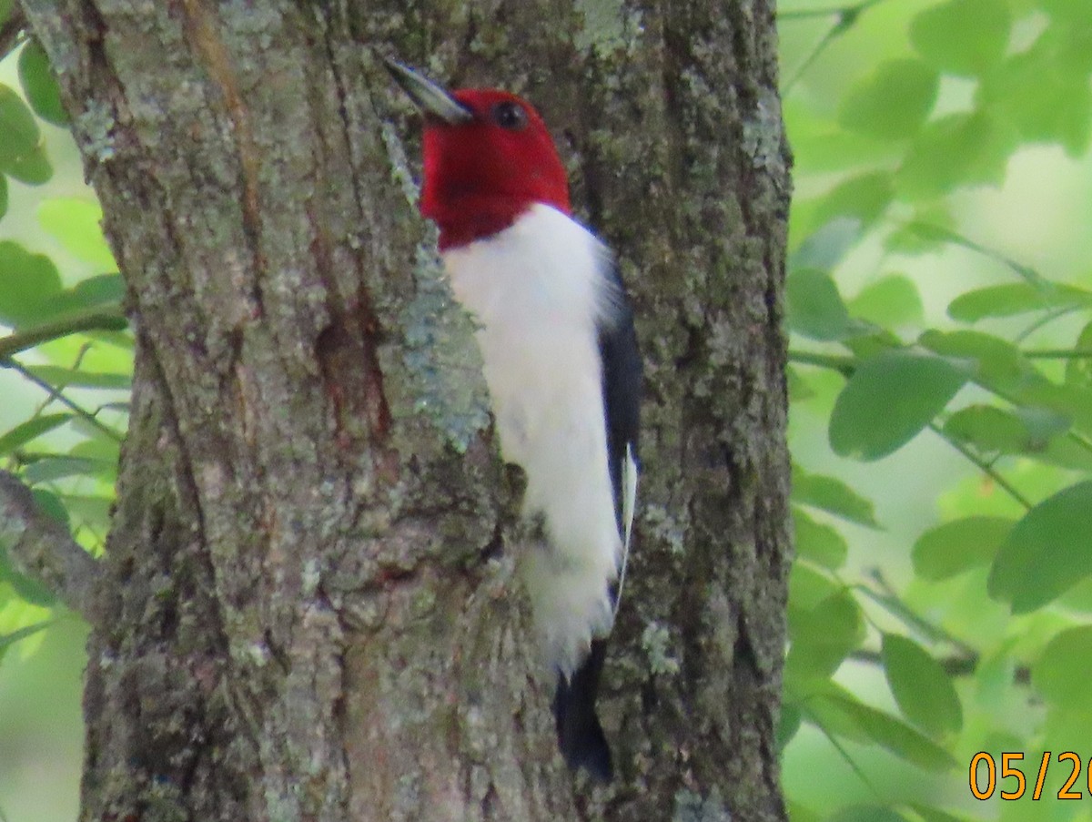 Red-headed Woodpecker - ML619625436