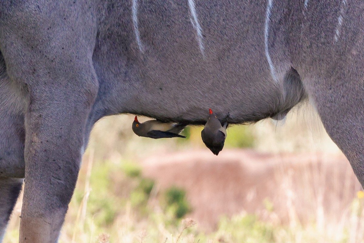 Red-billed Oxpecker - ML619625468