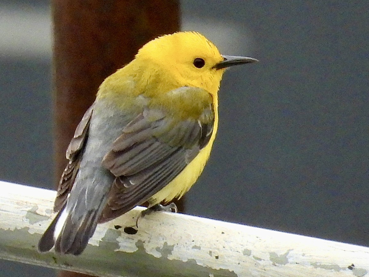 Prothonotary Warbler - ML619625483