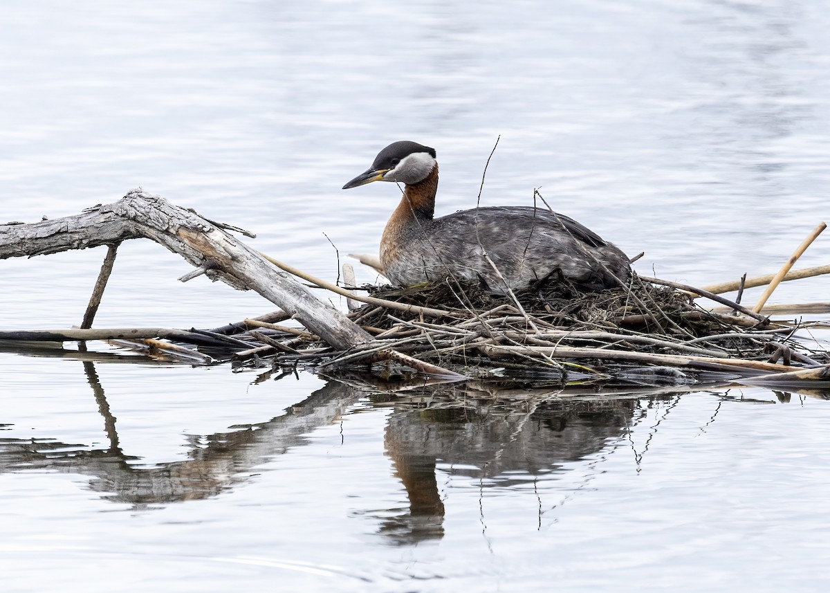 Red-necked Grebe - ML619625581
