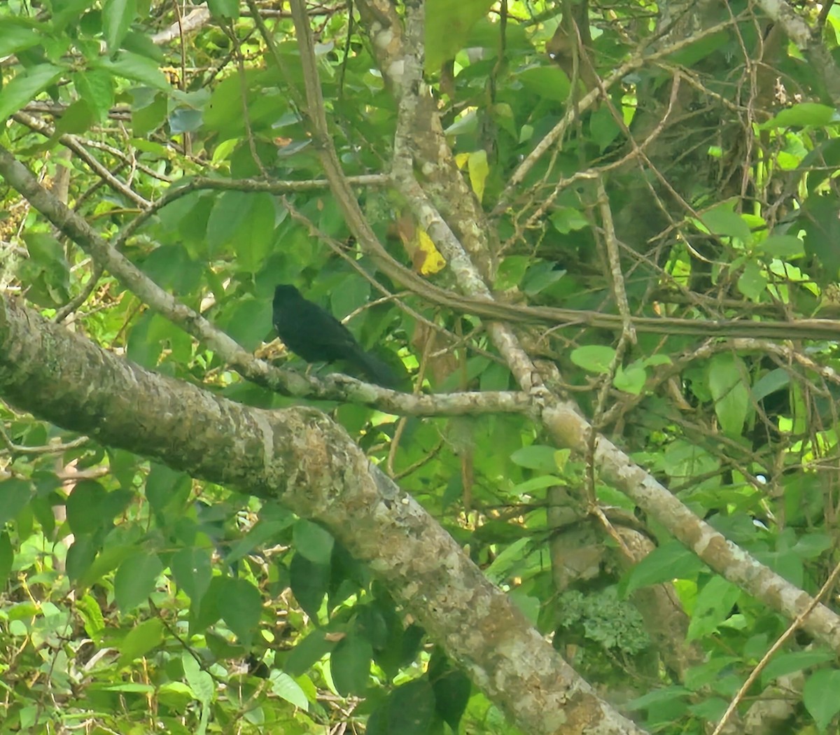 White-lined Tanager - ML619625674