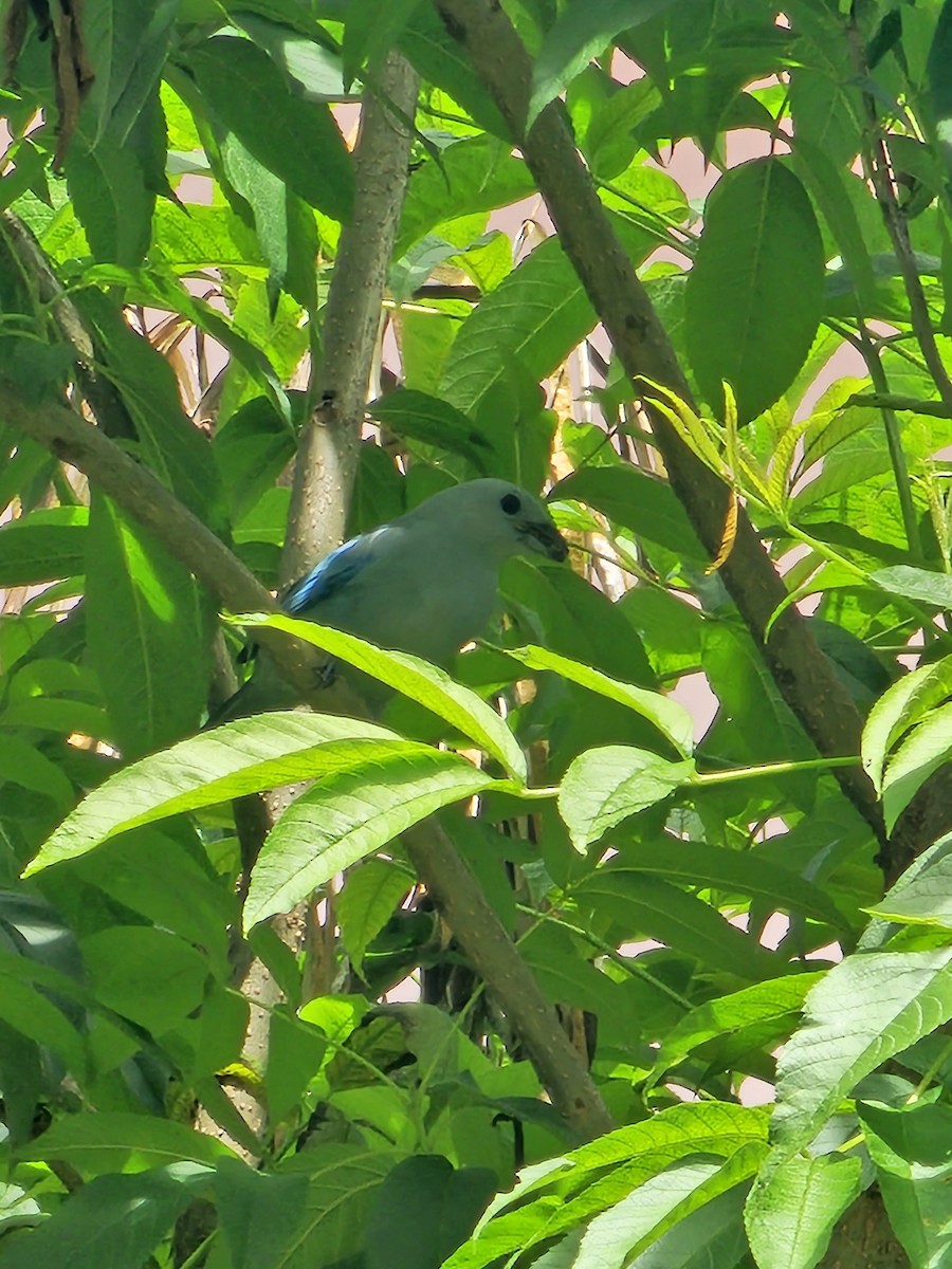 Blue-gray Tanager - ML619625696