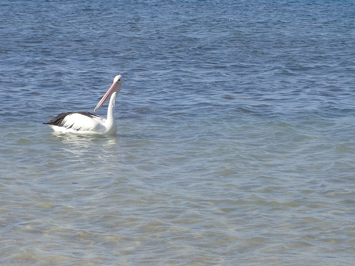 pelikán australský - ML619625722