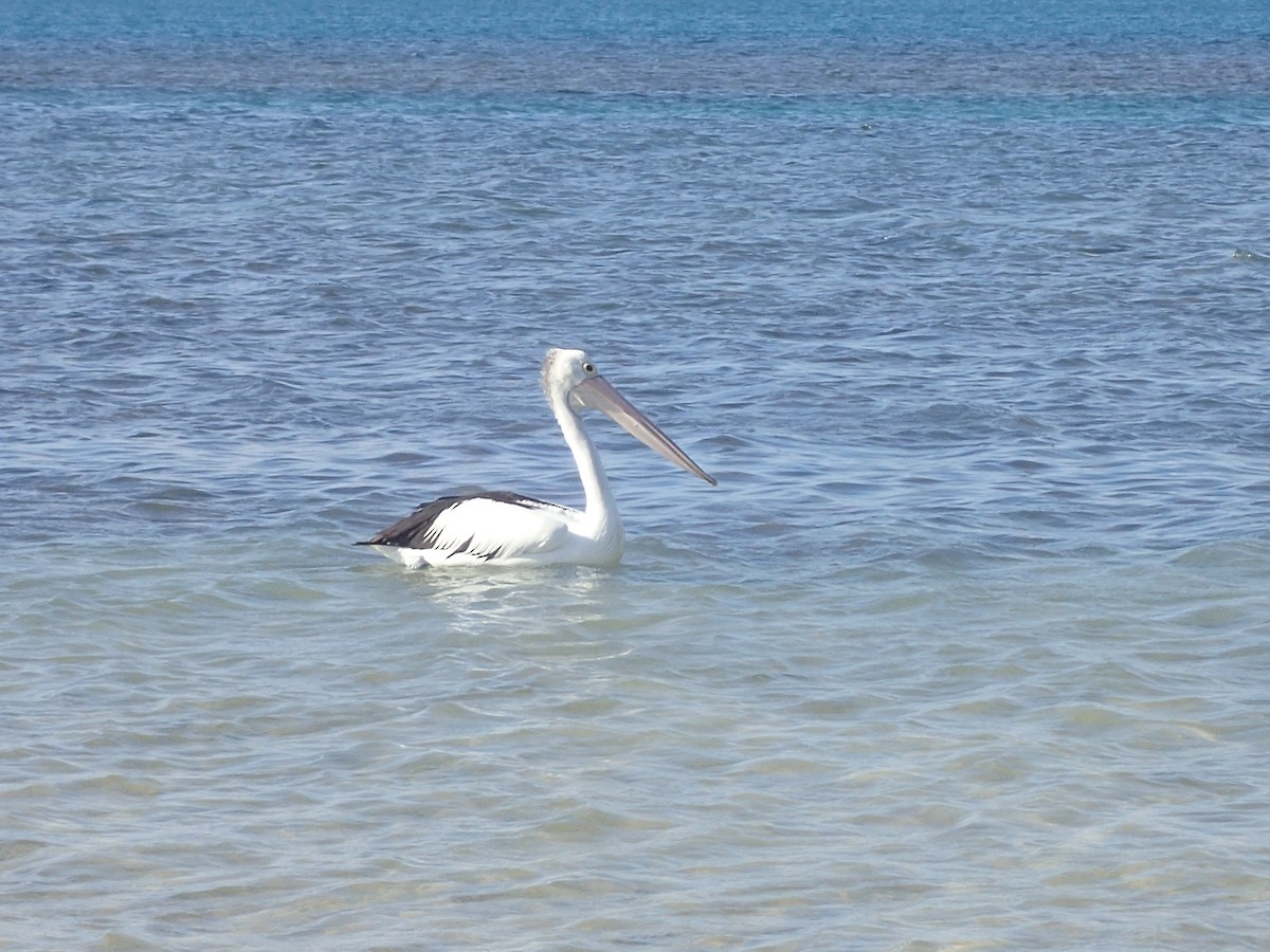 pelikán australský - ML619625725