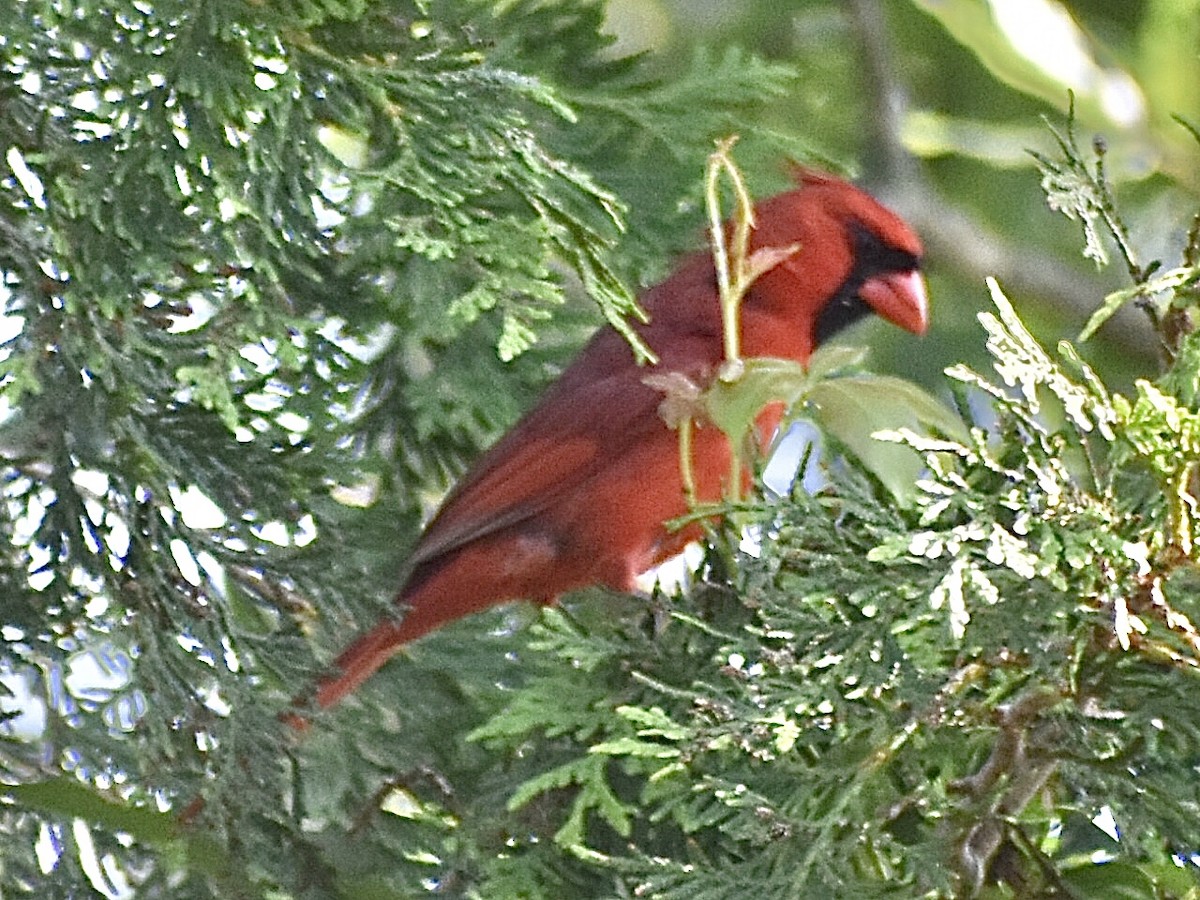 Cardinal rouge - ML619625747