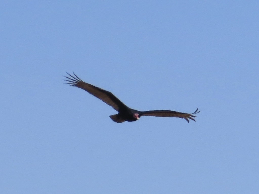 Turkey Vulture - ML619625790
