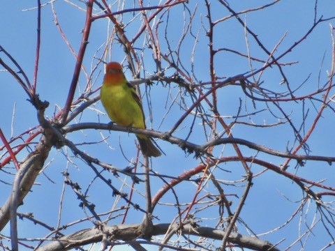 Western Tanager - ML619625822