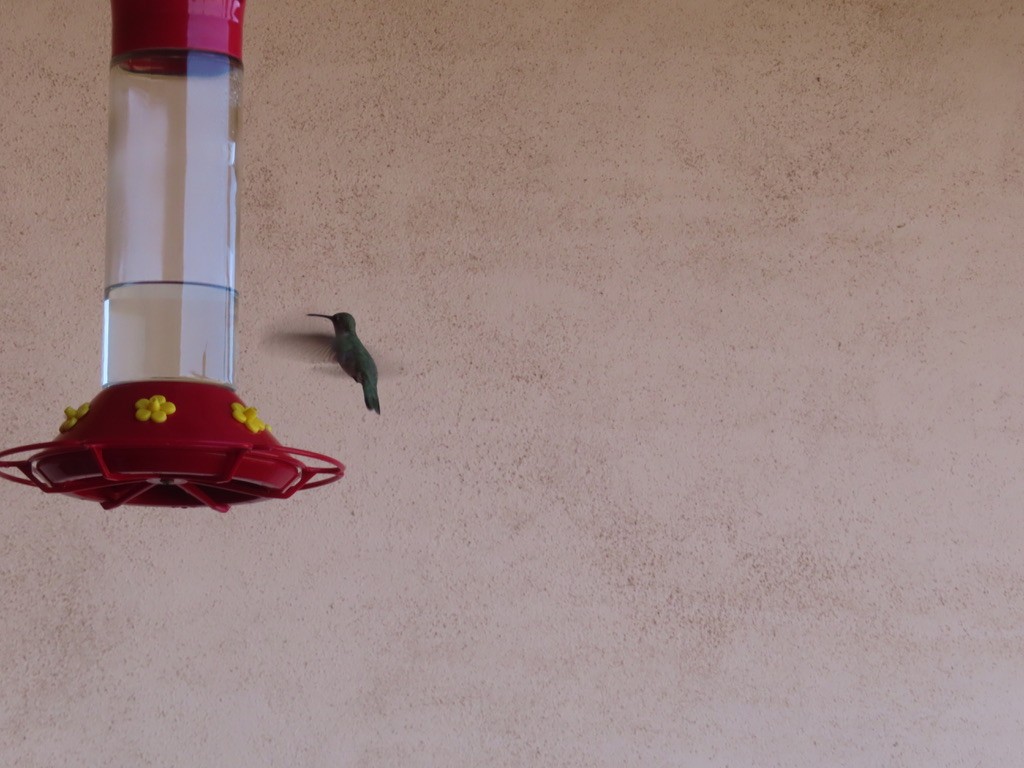 Black-chinned Hummingbird - ML619625828