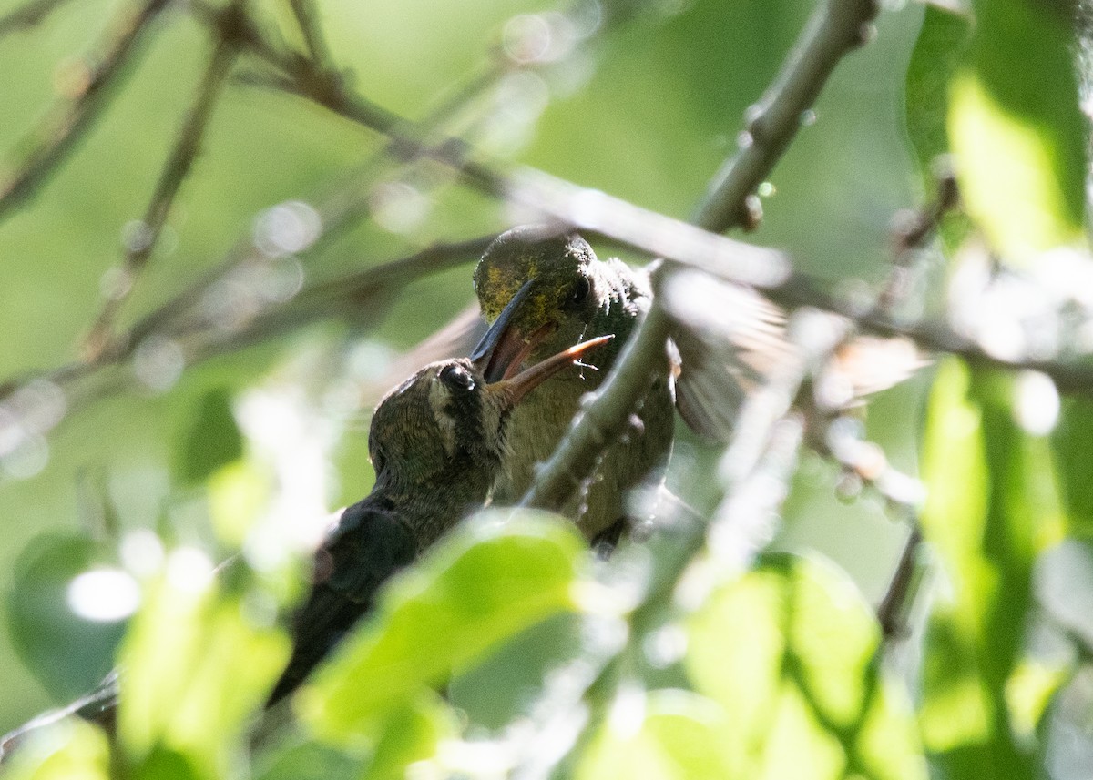 Broad-billed Hummingbird - ML619625872