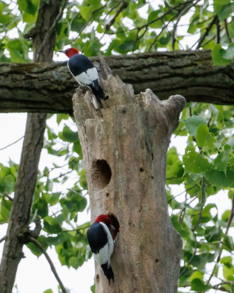 Red-headed Woodpecker - ML619625878