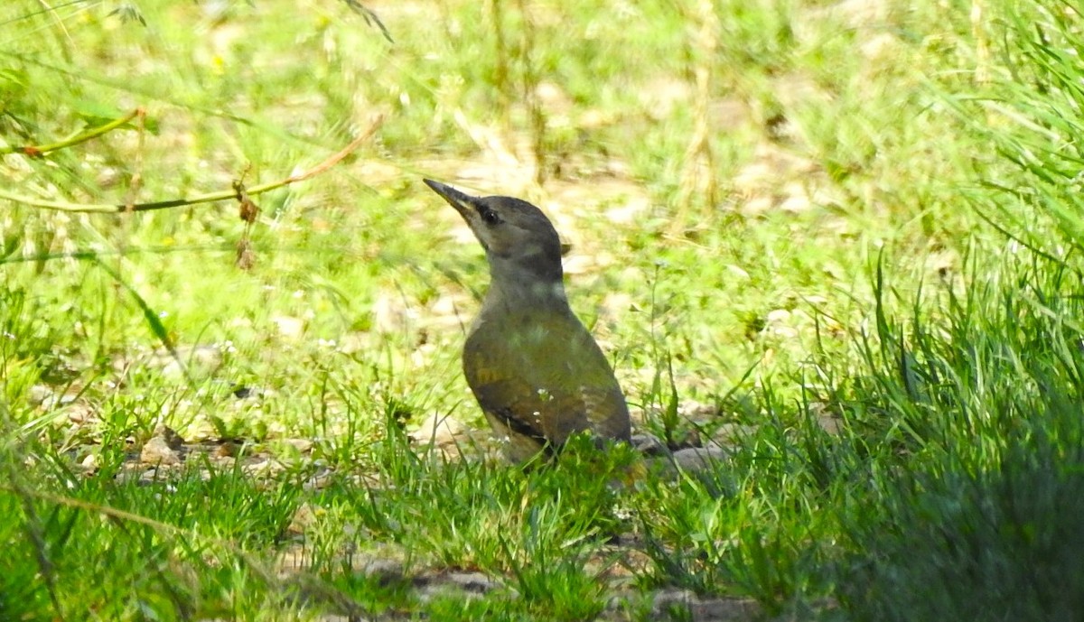 Gray-headed Woodpecker - ML619625899