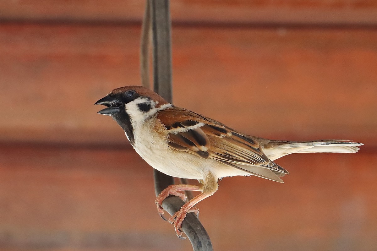 Eurasian Tree Sparrow - ML619625945