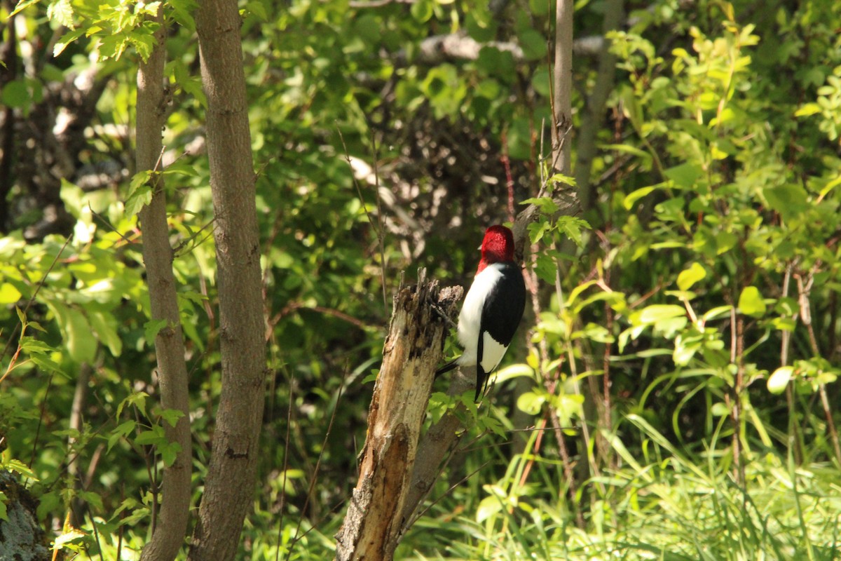 Red-headed Woodpecker - ML619625969