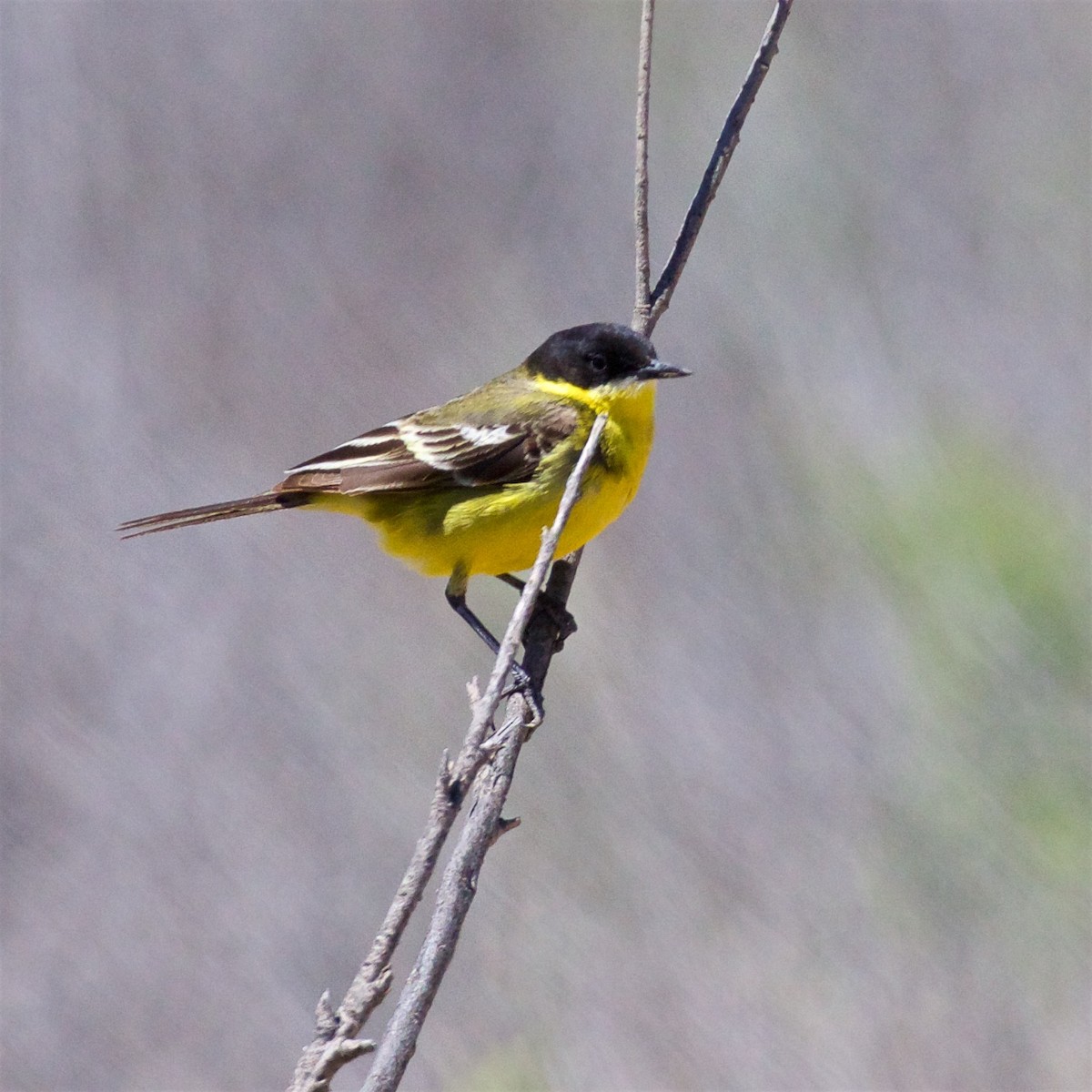 Citrine Wagtail (Black-backed) - ML619626002