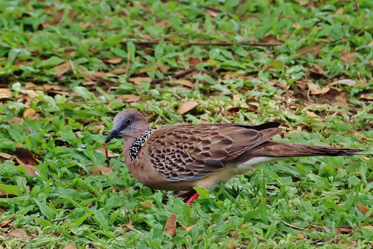 Spotted Dove - ML619626041