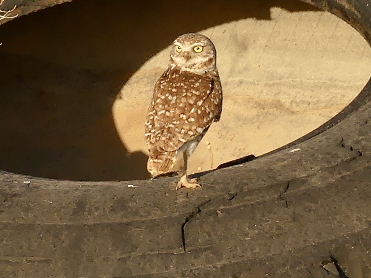 Burrowing Owl - ML619626133