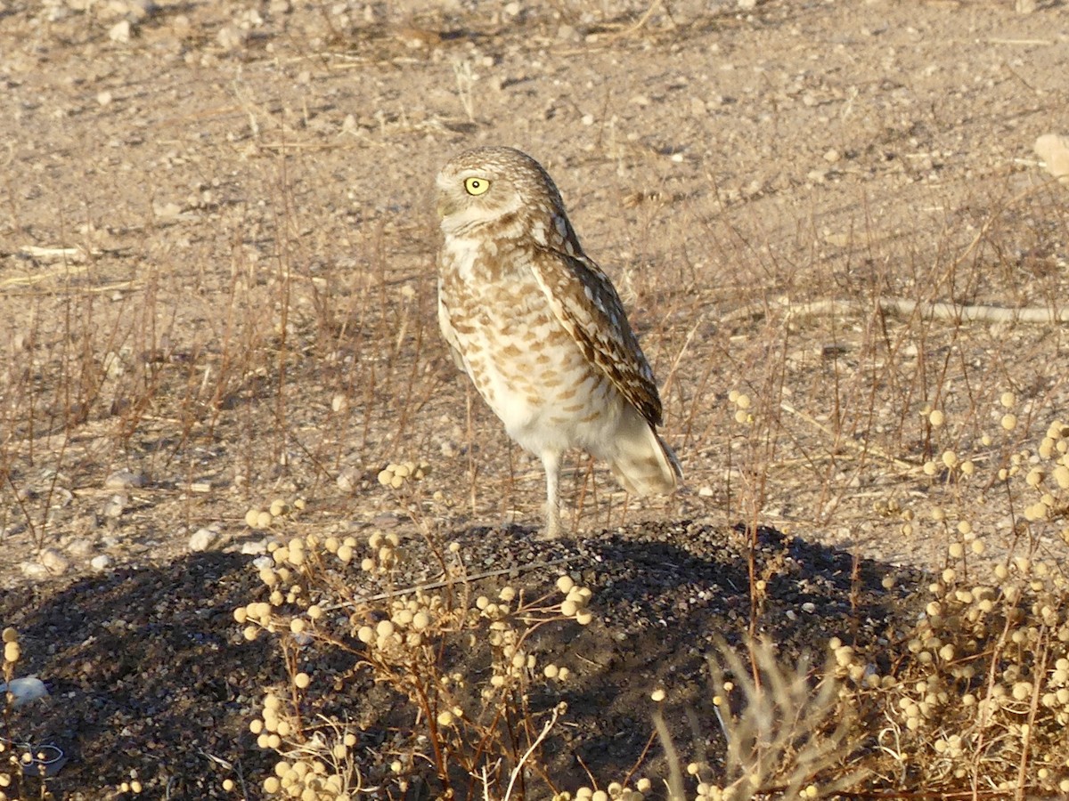 Burrowing Owl - ML619626135