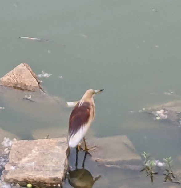 Indian Pond-Heron - ML619626158