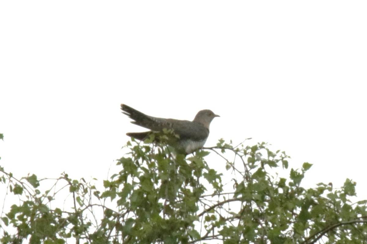 Common Cuckoo - ML619626202