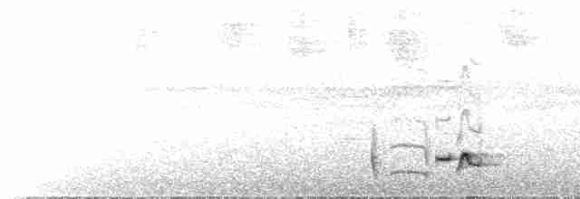 Gray-breasted Wood-Wren - ML619626235
