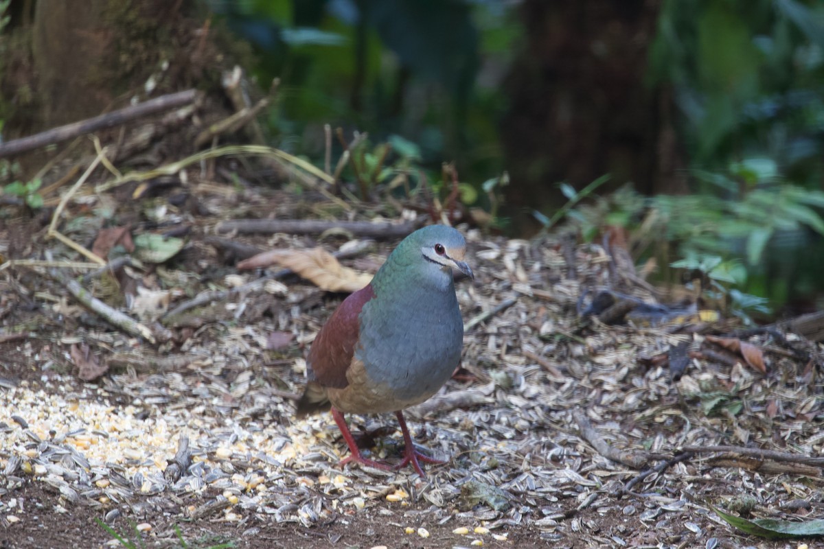 Buff-fronted Quail-Dove - ML619626236