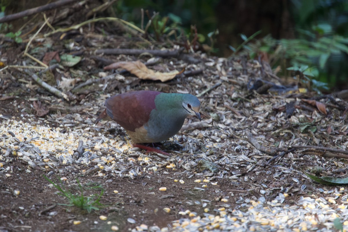 Buff-fronted Quail-Dove - ML619626237