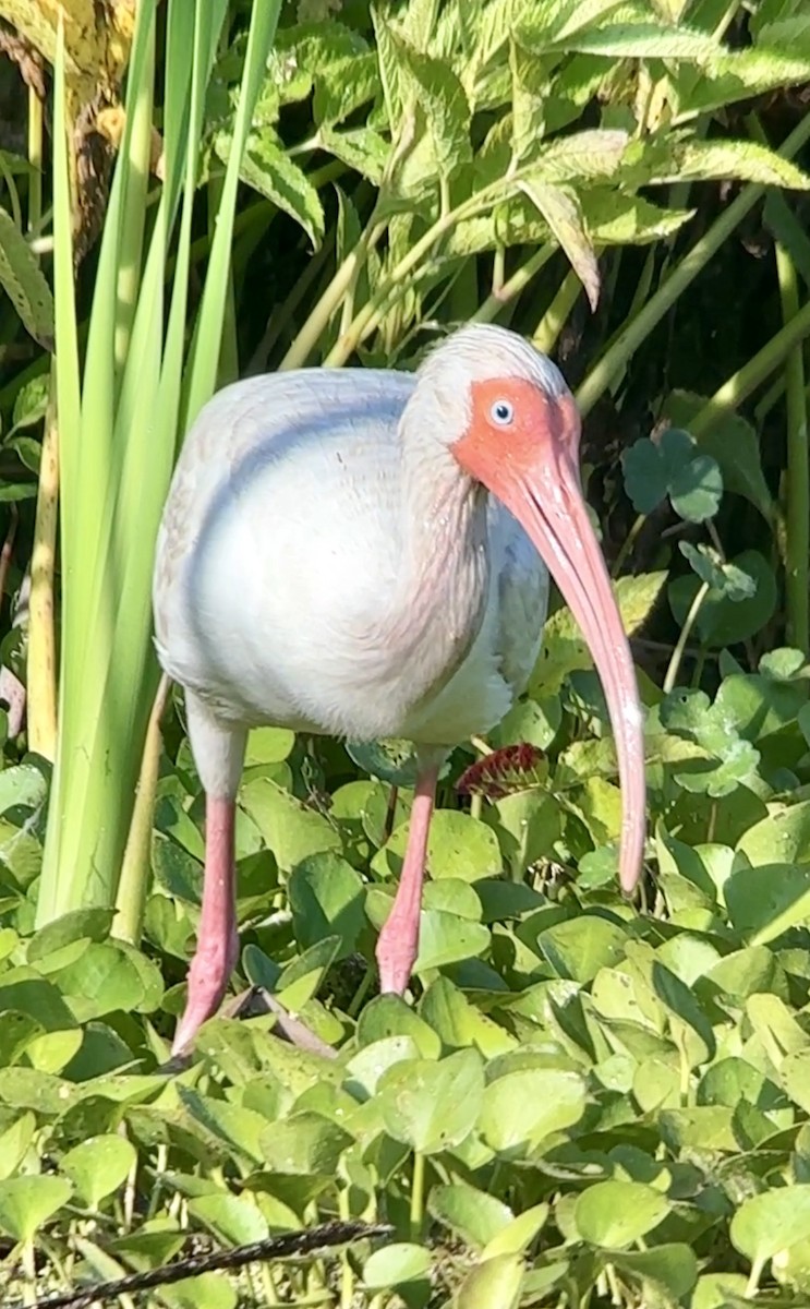 ibis bílý - ML619626265