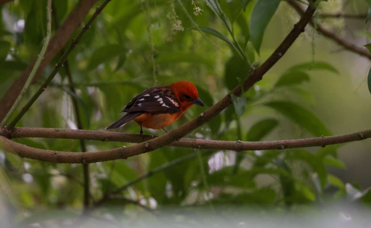 Flame-colored Tanager - ML619626278