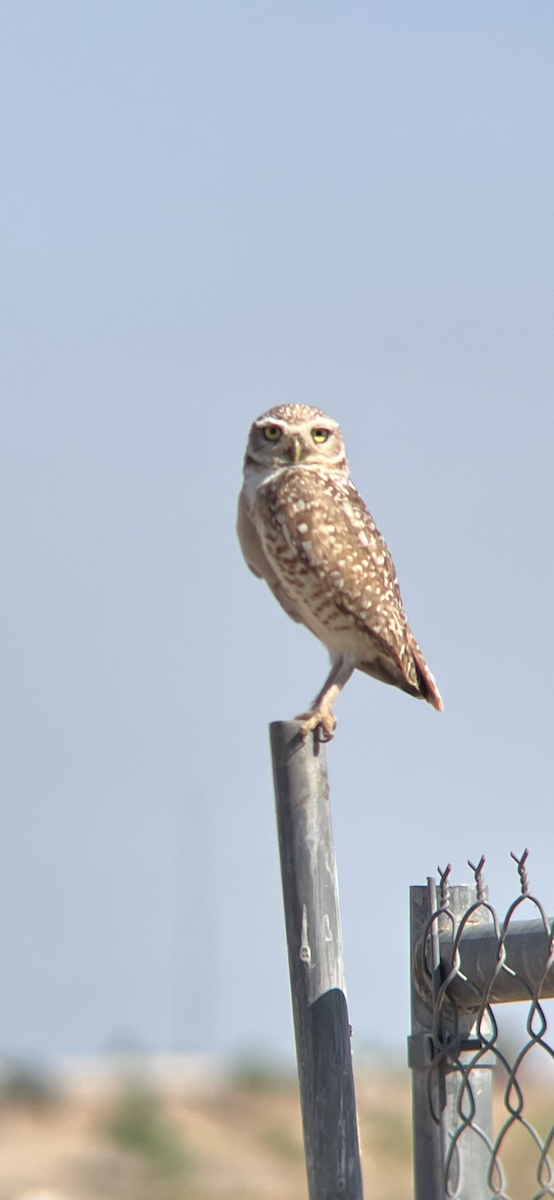 Burrowing Owl - ML619626283