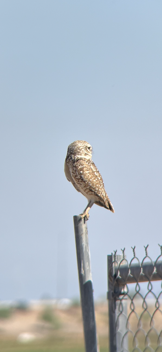 Burrowing Owl - ML619626284