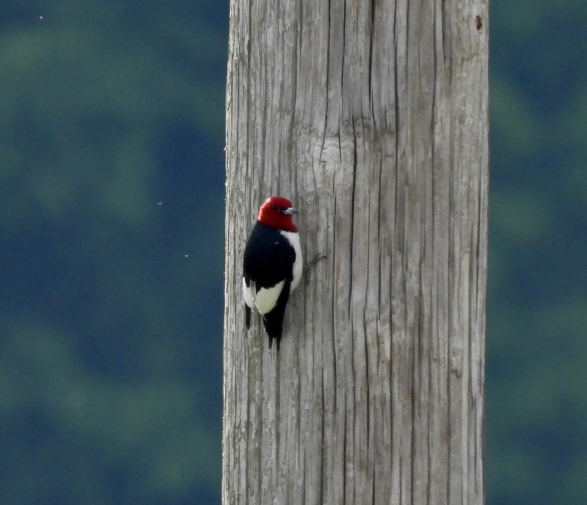 Red-headed Woodpecker - ML619626309